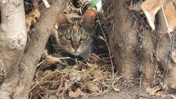 Found/Stray Female Cat last seen Boon St Market, Santa Maria, CA 93454