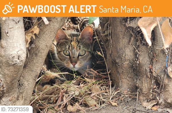 Found/Stray Female Cat last seen Boon St Market, Santa Maria, CA 93454
