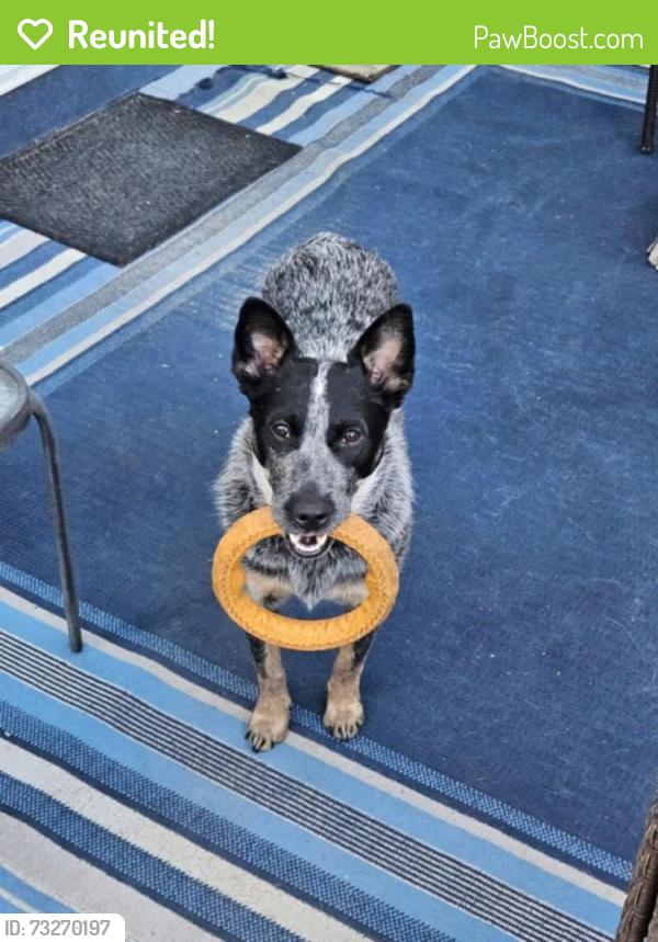 Reunited Female Dog last seen Near W Bowles Ave, Littleton, CO 80123, Littleton, CO 80123