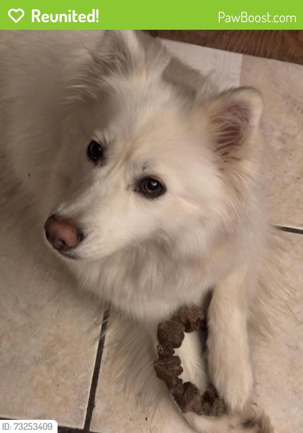 Reunited Female Dog last seen Walgreens Walmart south, Cleveland, TN 37323