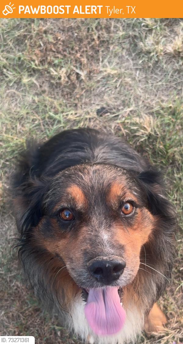 Found/Stray Male Dog last seen Spur 364, da hippie, dapper Westside, hacienda, Tyler, TX 75709