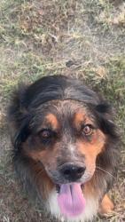 Found/Stray Male Dog last seen Spur 364, da hippie, dapper Westside, hacienda, Tyler, TX 75709