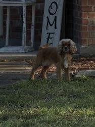 Found/Stray Unknown Dog last seen Glen Oaks Sub-Cluster Oaks Dr heading toward Squirrel Oaks Dr, Montgomery County, TX 77355