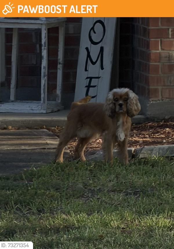 Found/Stray Unknown Dog last seen Glen Oaks Sub-Cluster Oaks Dr heading toward Squirrel Oaks Dr, Montgomery County, TX 77355
