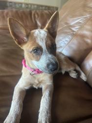 Reunited Female Dog last seen Fire Station 1, Ocala, FL 34479