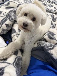 Reunited Male Dog last seen Fry road, Westfield Pines, TX 77449