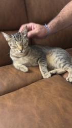 Reunited Female Cat last seen Near Clear Water Park Dr, Katy, TX 77450