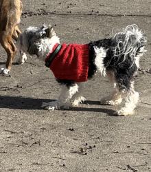 Lost Male Dog last seen 5th and Beckwirth, Des Moines, IA 50313