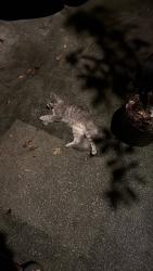 Found/Stray Female Cat last seen Forest hill rd, Powder Springs, GA 30127