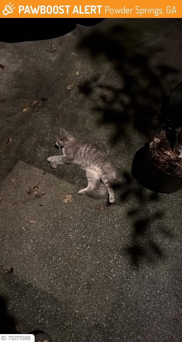 Found/Stray Female Cat last seen Forest hill rd, Powder Springs, GA 30127