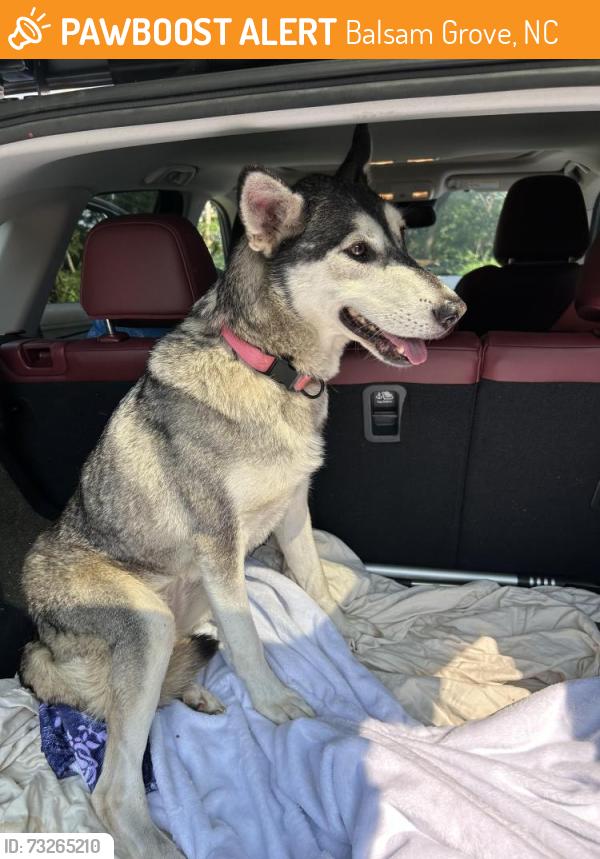 Found/Stray Female Dog last seen The side road from the Blue Ridge Parkway to 276 Balsam Grove, Balsam Grove, NC 28708