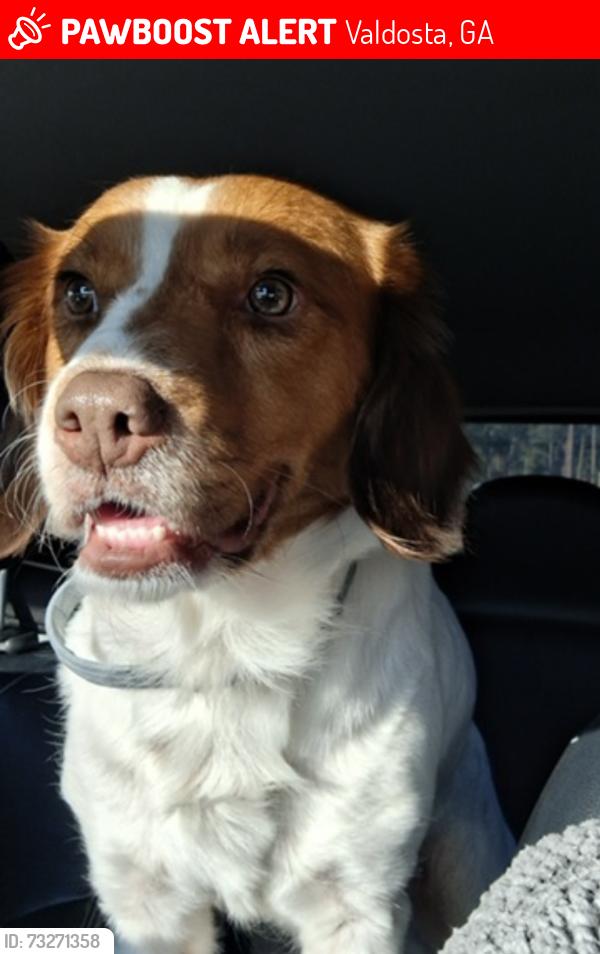 Lost Female Dog last seen She was last seen around the Moultrie, Ga area, Valdosta, GA 31605