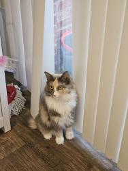 Reunited Female Cat last seen Near kapplewood ct, Charlotte, NC 28226