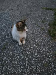 Found/Stray Unknown Cat last seen Wilmar road, Toronto, ON 
