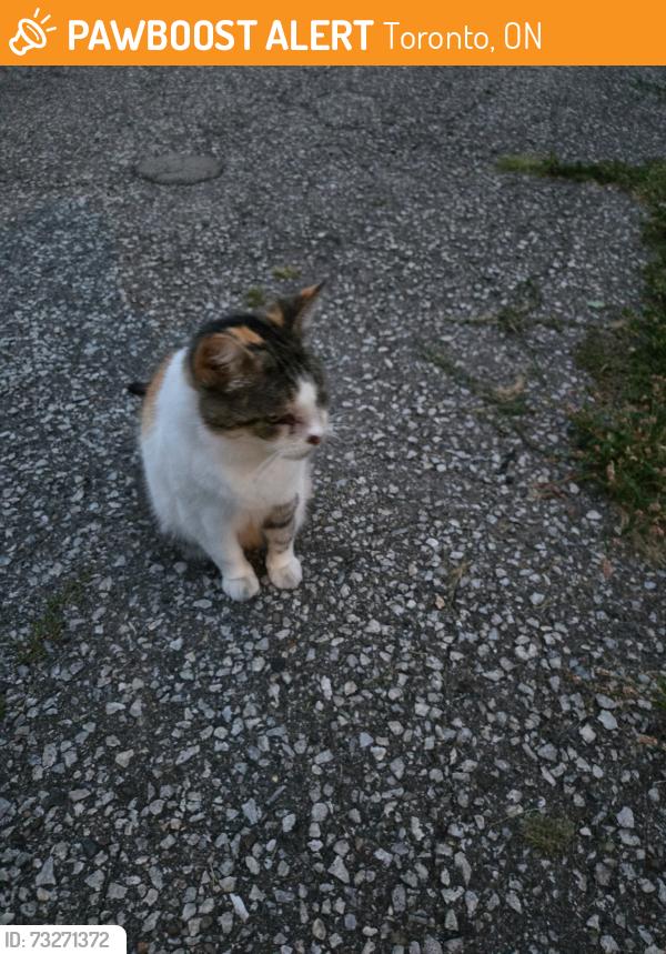 Found/Stray Unknown Cat last seen Wilmar road, Toronto, ON 