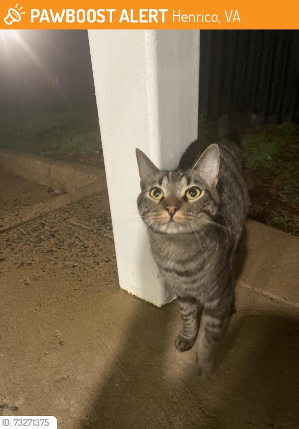 Found/Stray Unknown Cat last seen Mr Wongs, Henrico, VA 23228
