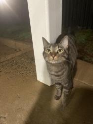 Found/Stray Unknown Cat last seen Mr Wongs, Henrico, VA 23228