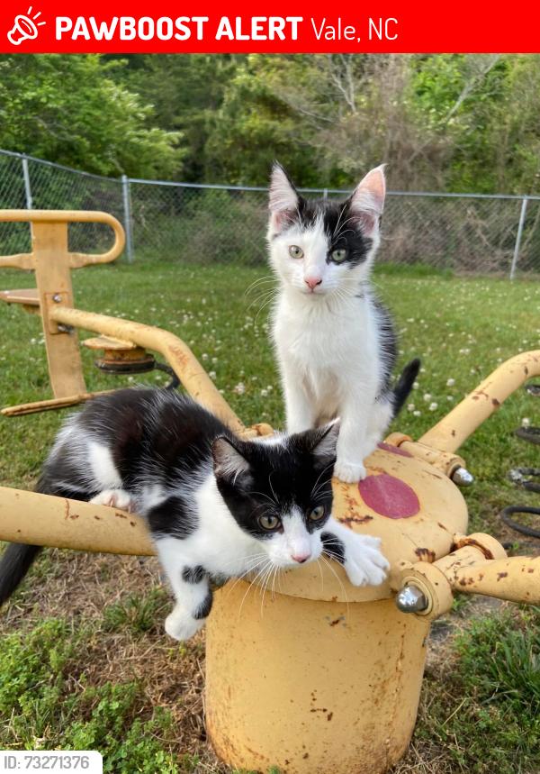Lost Male Cat last seen Cooksville Grill, Vale, NC 28168