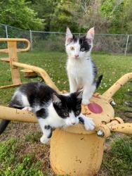 Lost Male Cat last seen Cooksville Grill, Vale, NC 28168