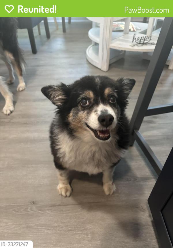 Reunited Male Dog last seen Oakton Truist Bank; Oakton shopping center, Oakton, VA 22124
