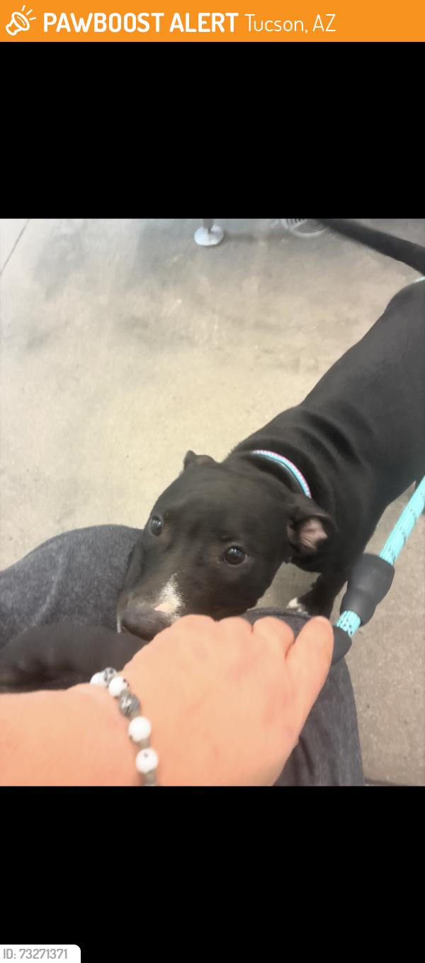 Found/Stray Male Dog last seen 6th Ave and 44th St, Tucson, AZ 85713