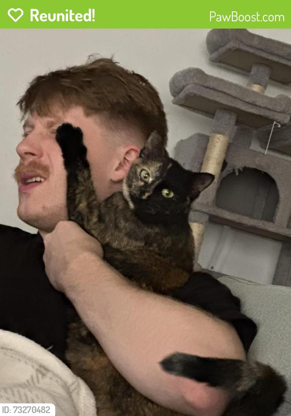 Reunited Female Cat last seen Vena Ave, up the street from Chick Fil-a, Bremerton, WA 98311