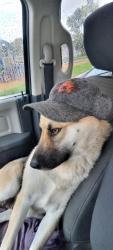 Lost Female Dog last seen Larch Rd Tracy CA, San Joaquin County, CA 95304