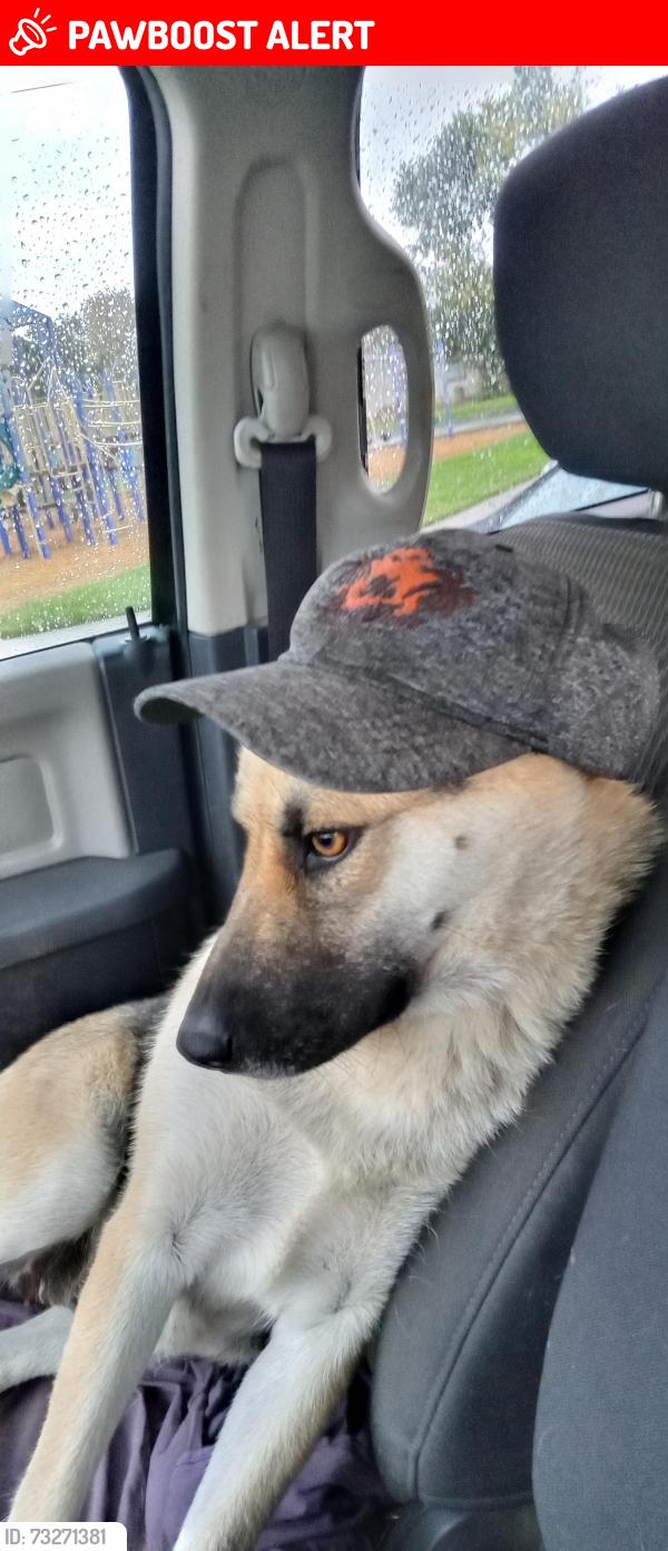 Lost Female Dog last seen Larch Rd Tracy CA, San Joaquin County, CA 95304