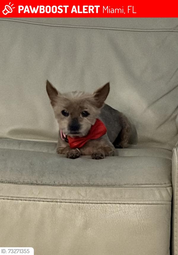Lost Female Dog last seen Near SW 159Pl th, Miami, FL 33196