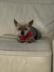 Lost Female Dog last seen Near SW 159Pl th, Miami, FL 33196