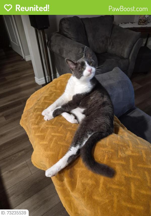 Reunited Male Cat last seen Albion Street and pearl street, polish halls, Brantford, ON N3T 3M8