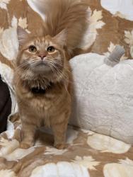 Lost Male Cat last seen Lowell st Brockton ma 02301, Brockton, MA 02301