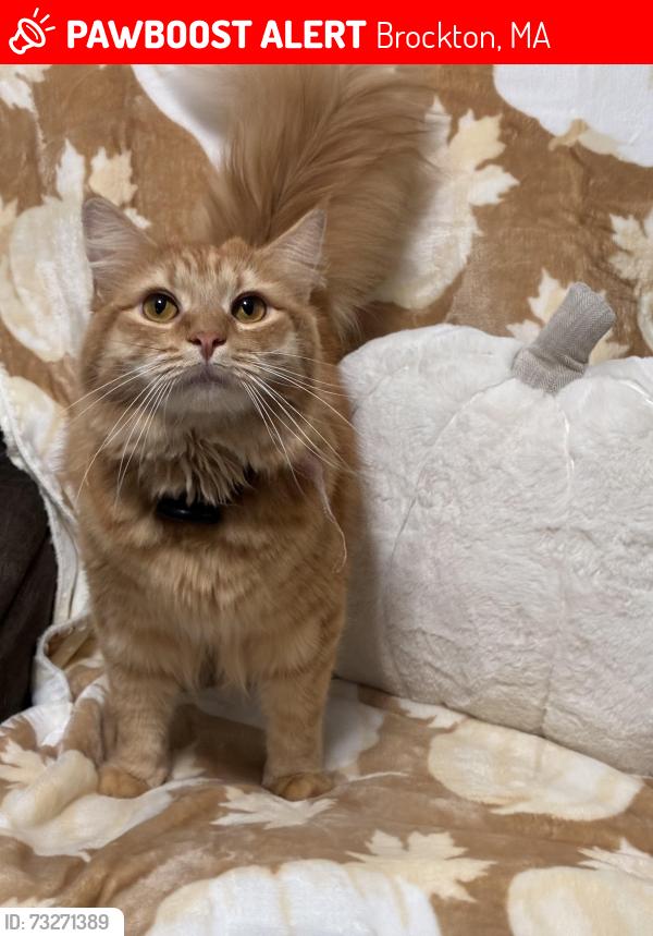 Lost Male Cat last seen Lowell st Brockton ma 02301, Brockton, MA 02301