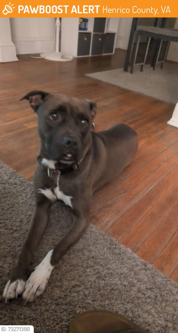 Found/Stray Female Dog last seen West broad Street and Old Parham rd, Henrico County, VA 23294
