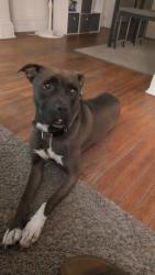 Found/Stray Female Dog last seen West broad Street and Old Parham rd, Henrico County, VA 23294
