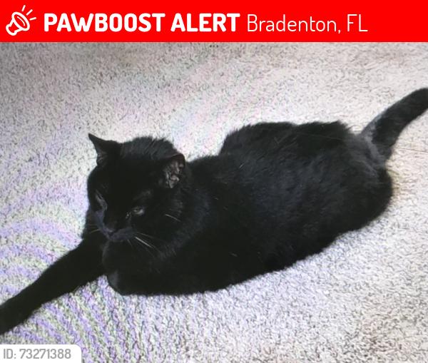 Lost Male Cat last seen Village Green Parkway, Bradenton, Bradenton, FL 34209