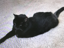 Lost Male Cat last seen Village Green Parkway, Bradenton, Bradenton, FL 34209
