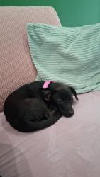Lost Female Dog last seen Bronte drive, Austin, TX 78752