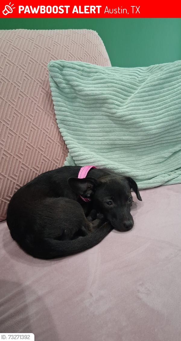 Lost Female Dog last seen Bronte drive, Austin, TX 78752