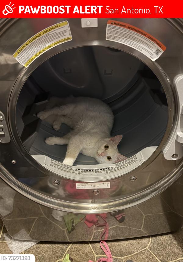 Lost Male Cat last seen sagamore dr, San Antonio, TX 78242