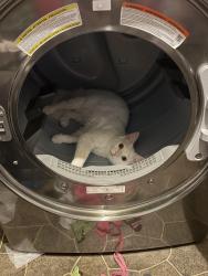 Lost Male Cat last seen sagamore dr, San Antonio, TX 78242
