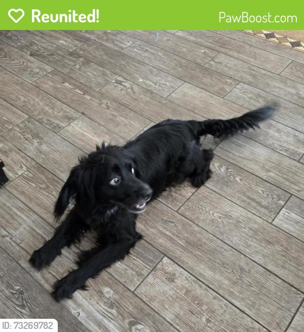 Reunited Male Dog last seen Upper Lake Dr. and Timber Forest dr., Humble, TX 77346