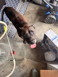 Found/Stray Male Dog last seen Avalon blvd and lighthouse way off of Salem Rd, Conyers, GA 30013