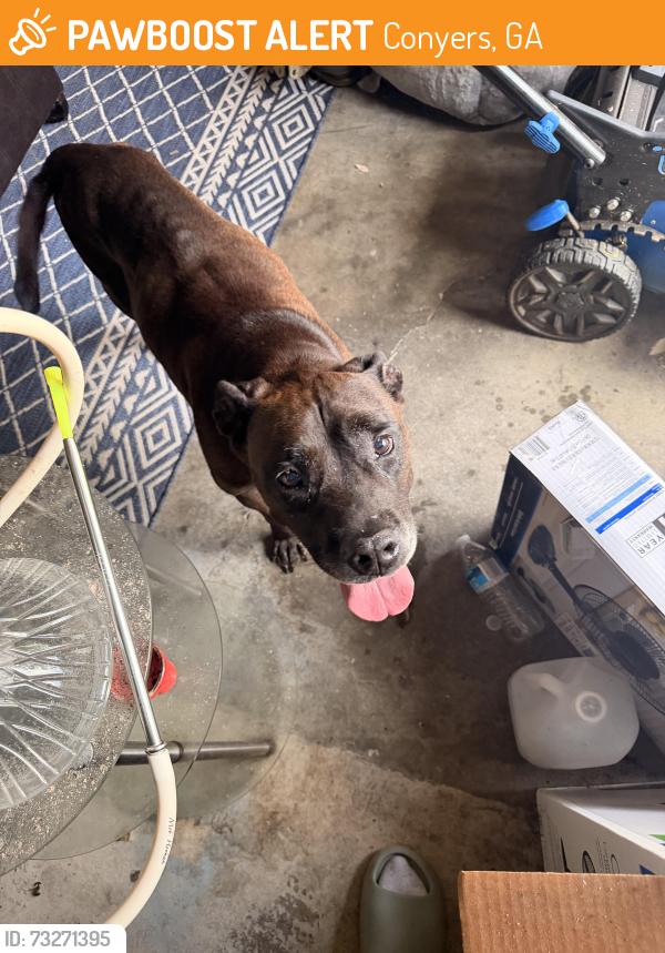 Found/Stray Male Dog last seen Avalon blvd and lighthouse way off of Salem Rd, Conyers, GA 30013