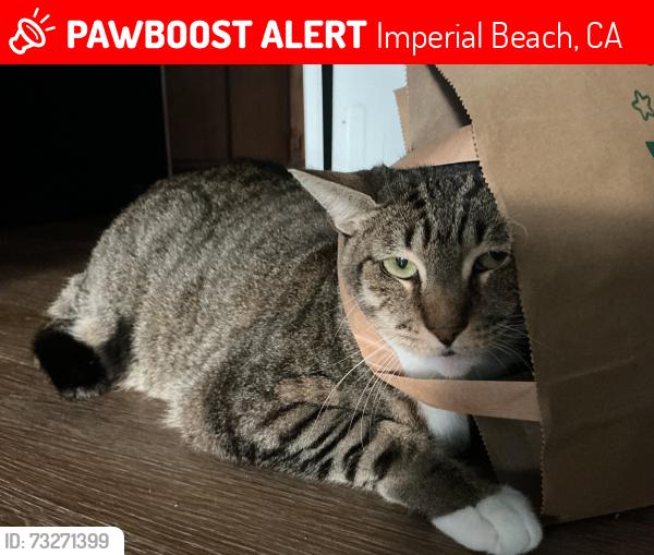 Lost Female Cat last seen Rema park, Imperial Beach, CA 91932