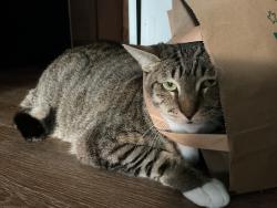 Lost Female Cat last seen Rema park, Imperial Beach, CA 91932