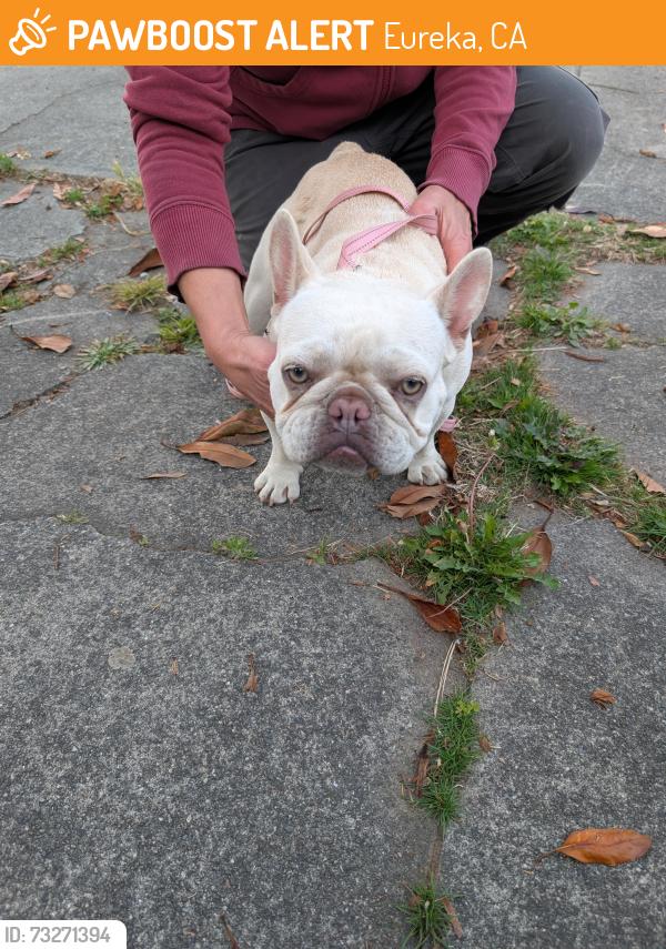 Found/Stray Female Dog last seen I & Huntoon, Eureka, CA 95501