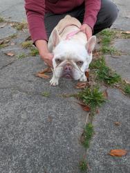 Found/Stray Female Dog last seen I & Huntoon, Eureka, CA 95501