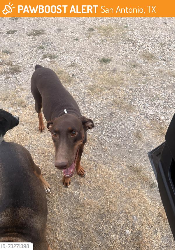 Found/Stray Female Dog last seen New Laredo hwy, San Antonio, TX 78211
