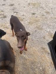 Found/Stray Female Dog last seen New Laredo hwy, San Antonio, TX 78211